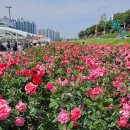 중랑천 장미축제 이미지