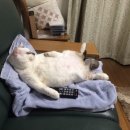 이쁜냥이 이미지