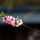 복사꽃향기 이미지