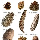 섬잣나무(Pinus parviflora) 이미지