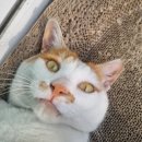 하일동물병원 | 고양이 눈병(결막염) 치료 후기 – 쌍둥이 고양이 동이와 둥이의 회복 이야기