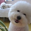 흰둥이 이미지