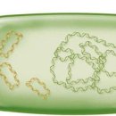 플라스미드(PLASMID)