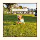 도로변(신도림로 40) | 천안 무료 강아지운동장 추천 | 도솔공원반려견놀이터 후기