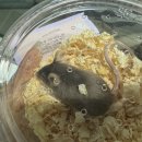 렙쥬프렌즈 - 부평구 장제로 224-1 | 햄찌 아니고 진짜 쥐..!