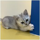 도그마루 고양이 강아지 무료분양 이미지