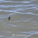 칸타빌레 브레이크뉴스강원