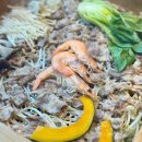 GR(영양군)-[중앙로]-상-1 | 미사 샤브샤브 무한리필 : 편백상회 / 가성비 맛집 솔직후기