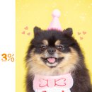 270-2531 | 타미 반려동물프로필(2) #프로필 #서면사진관 #서면스튜디오 #서면프로필