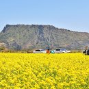 필리핀세부자유여행 필리핀 여친과 한국 제주도 여행 정보 – 세부여행/세부골프투어/필리핀보홀여행/세부풀빌라/세부캐녀닝 이미지