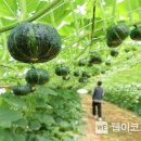 해남식품 이미지