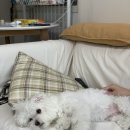 춘이농장 이미지