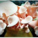 산호 농장 이미지