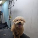 주견야DOG | 진접애견샵 스트레스 없이 미용해주는 주견야DOG