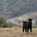 송화목장 이미지