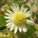 나비천사 이미지