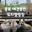 도지 | 타프와 개별 울타리가 있는 충북애견동반캠핑장 도지캠핑 방문 솔직 후기