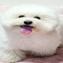 서촌도그살롱 이미지