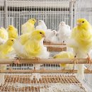 노던더치프릴 카나리아(Northern Dutch Frill Canary) 이미지