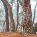 소나무숲 이미지