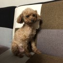 [내돈내산] 유기농 습식 사료 POOCH&amp;MUTT, 푸치앤머트 후기!