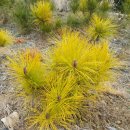 황금수퍼 이미지