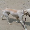 신디농장 이미지