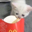 (주)엠포스 | 맥도날드 알바 후기