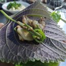 대구황금막창 이미지