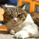 동그랗개 이미지