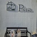 민들레 농장 | 화순카페 <파인40> 수만리 애견동반카페 알파카 동물농장