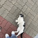 산아래 가마솥 삼계탕 이미지