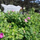 청포대 별주부 이미지