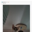 오리사랑 이미지