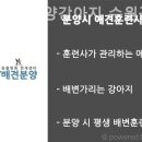 착한애견분양강아지수원광교