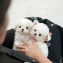 인천 강아지분양 고양이분양 미유펫 이미지