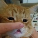 쌀뜰쌀국수 네이버블로그