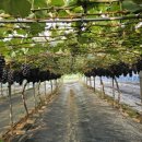 일월농장 이미지