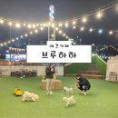 카페브루하하 | [양주 애견카페] 브루하하 후기 (애견운동장 포토존 주차)