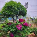 내미농박 이미지