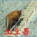 단백해