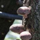 춘원농장 이미지