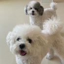 털로덮인 친구들 커먼그라운드점 이미지