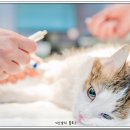 무안동물병원 이미지