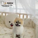 개성있냥 이미지