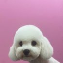 애견지몽 이미지