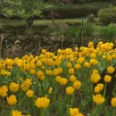 상효원 | 제주여행, 상효원 겹벚꽃 솔직 후기, 허당 인생 사건