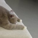 캣츠문(고양이 미용, 호텔) | 황금산고양이 구리,남양주,다산 고양이무마취미용 방문후기