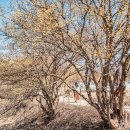 주읍리산수유꽃마을 이미지