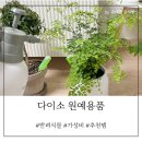 다이소제물포역점 | [다이소 원예용품] 종류와 추천템까지 공유해요!